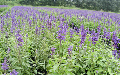 辽宁奥林绿化景观工程有限公司